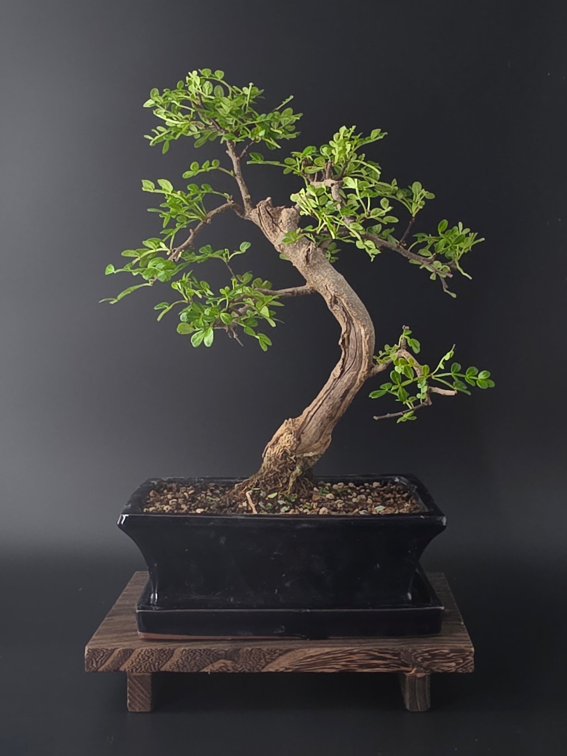 Premium indoor bonsai Zanthoxylum 35-45 cm height perfect for Danish apartments and homes