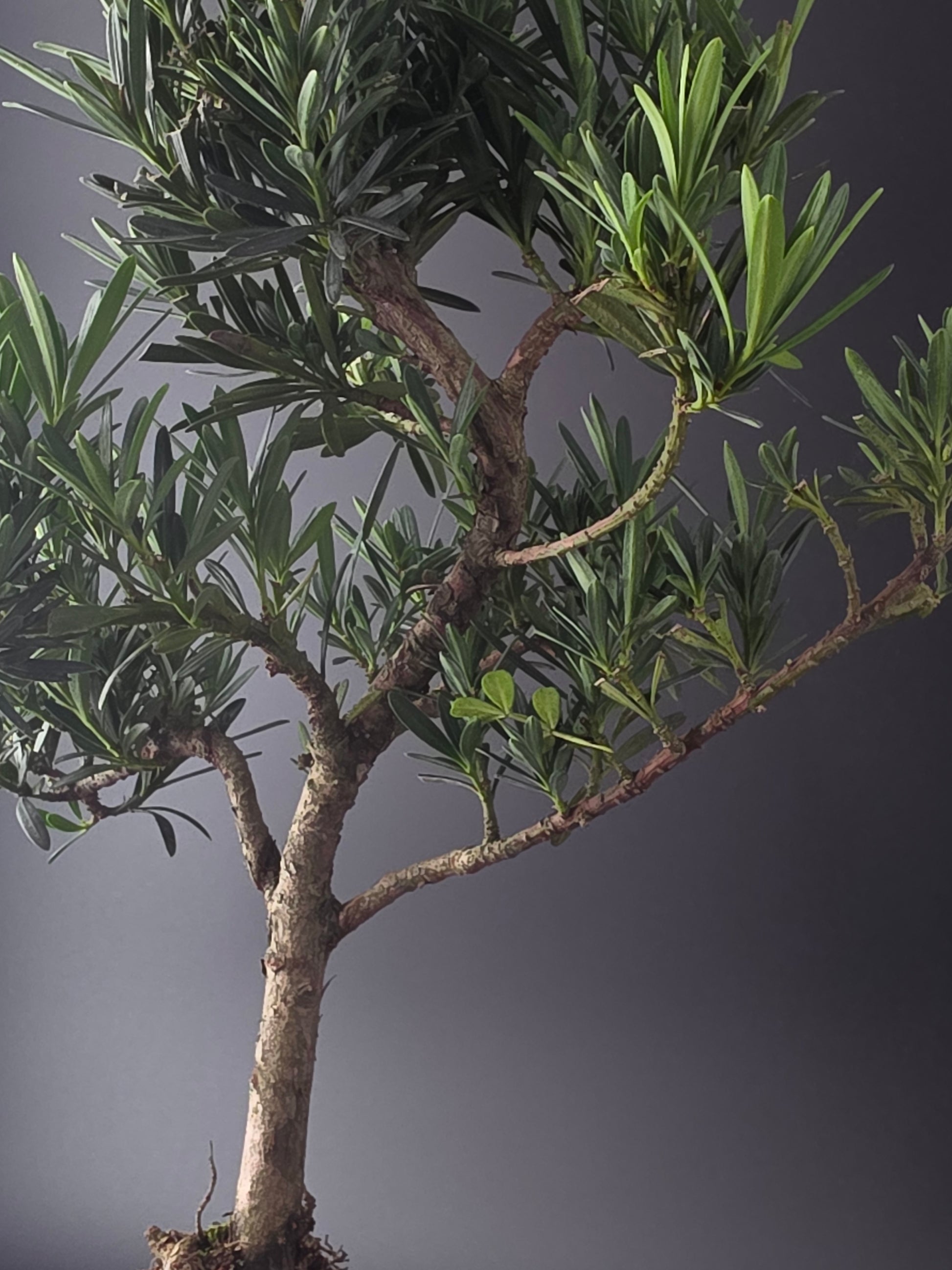 Close-up of a tree branch with green leaves against a dark background