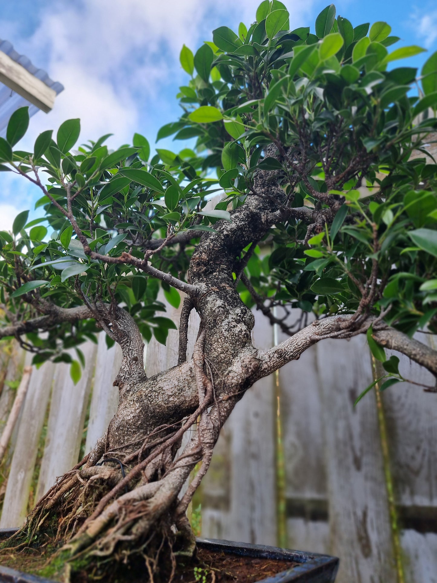Ficus Retusa Bonsai – 40+ Years Old | Premium Mature Specimen
