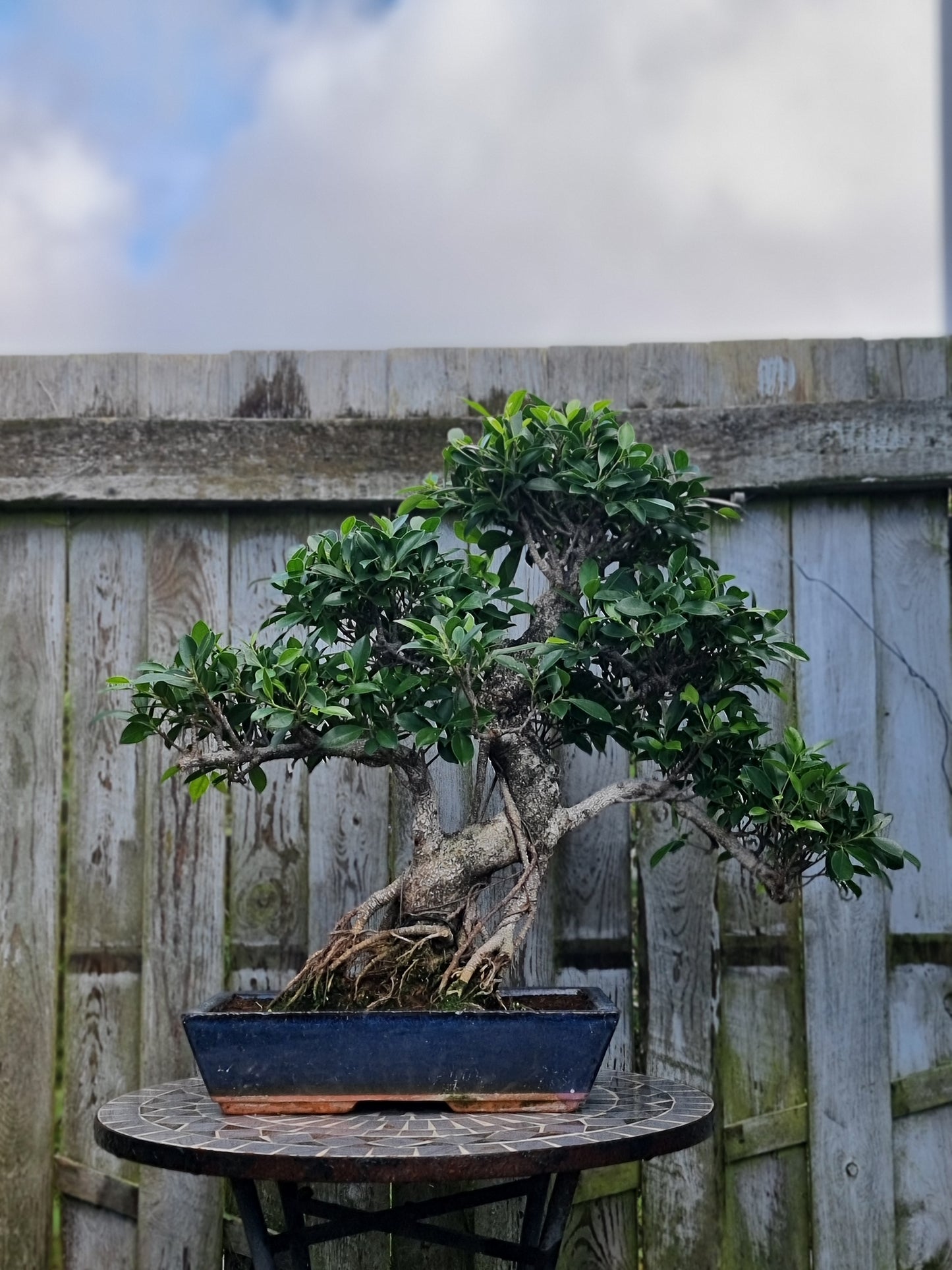 Ficus Retusa Bonsai – 40+ Years Old | Premium Mature Specimen