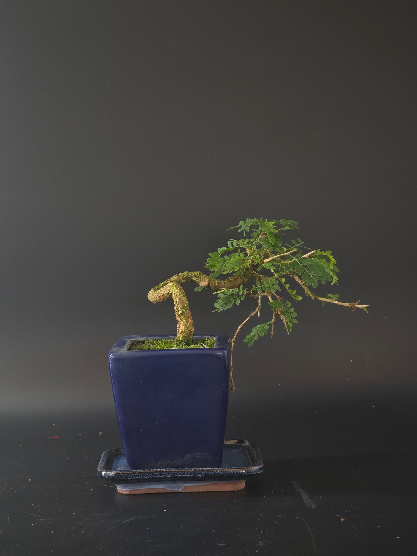 Sesbania bonsai, 5 years old and 20 cm tall, twisted trunk with airy compound leaves in a blue square pot.