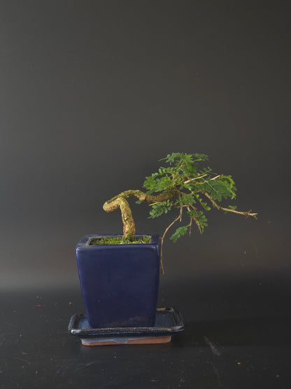 Sesbania bonsai, 5 years old and 20 cm tall, twisted trunk with airy compound leaves in a blue square pot.