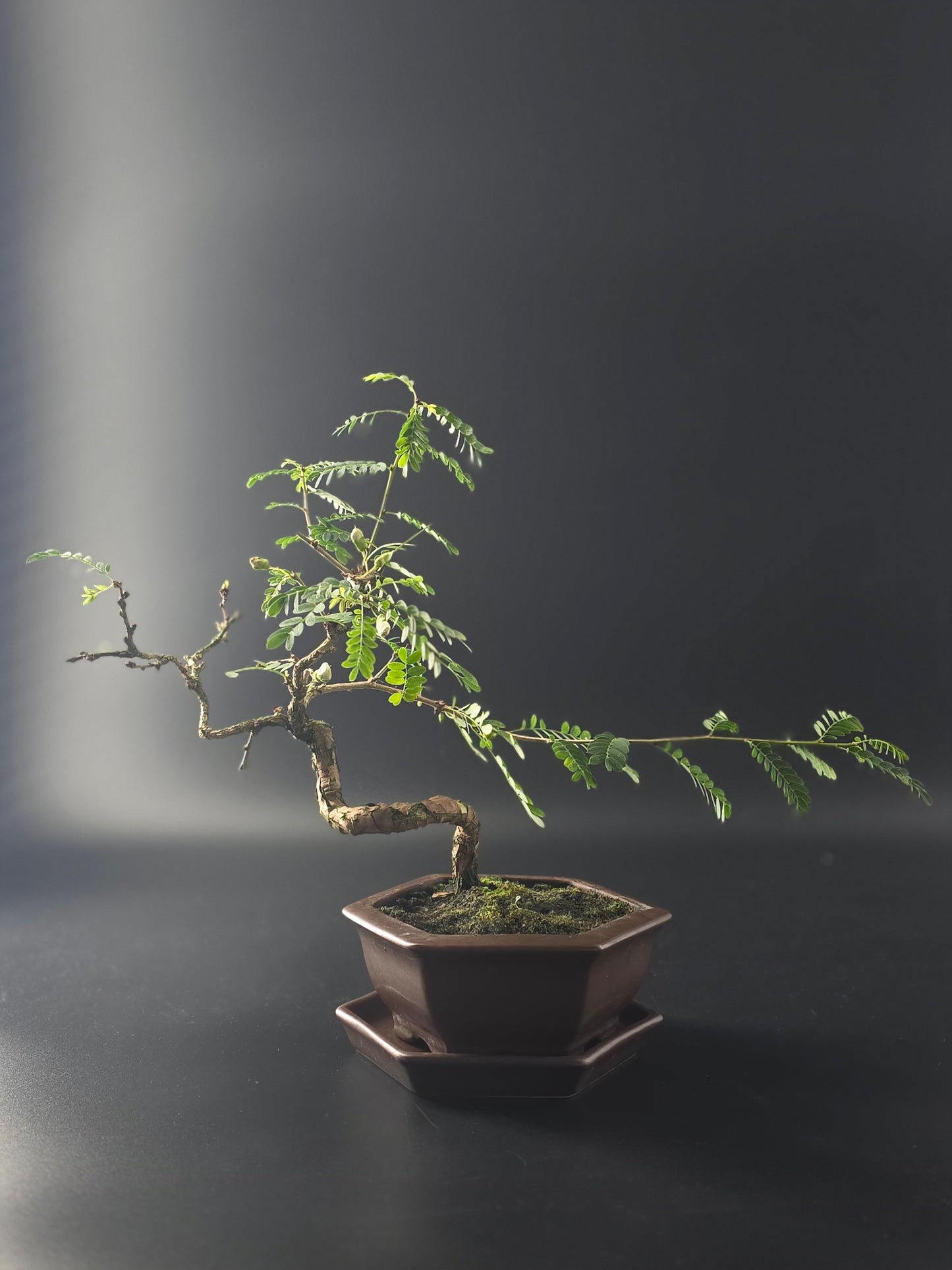 Sesbania bonsai, 5 years old and 31 cm tall, airy compound leaves on a sinuous trunk in a brown hexagonal pot.