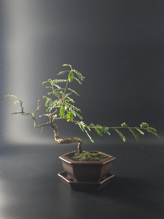 Sesbania bonsai, 5 years old and 31 cm tall, airy compound leaves on a sinuous trunk in a brown hexagonal pot.