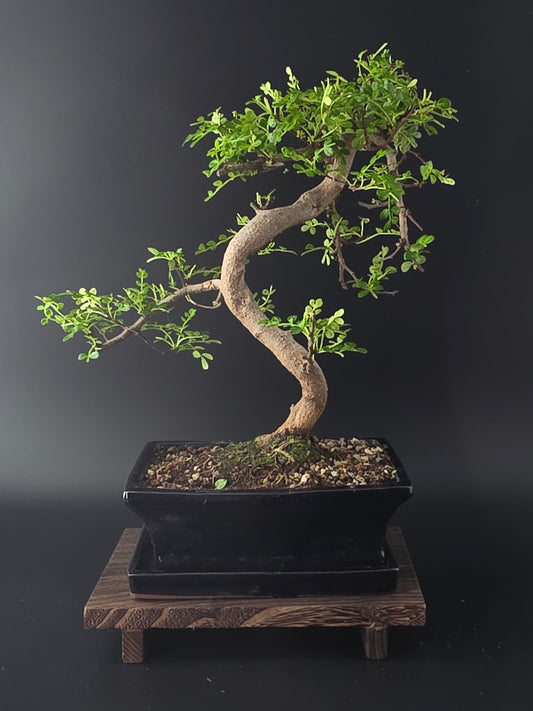 Windswept Zanthoxylum Bonsai tree 
