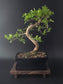 Windswept Zanthoxylum Bonsai tree 