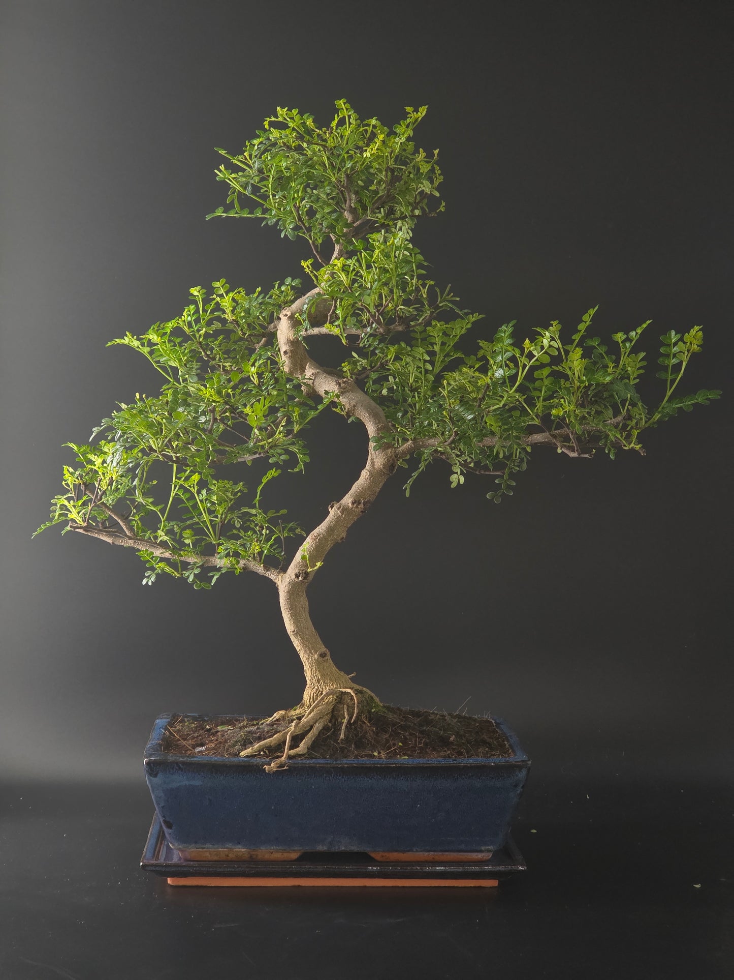 Chinese Pepper bonsai, 20 years old and 58 cm tall, fine glossy leaves in a blue rectangular pot on a wooden tray.