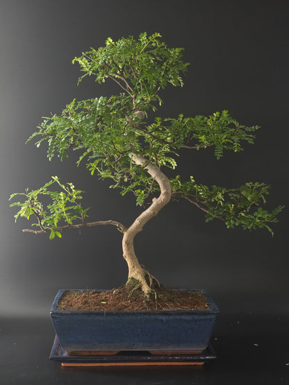 Chinese Pepper bonsai, 20 years old and 60 cm tall, fine airy foliage in a blue rectangular pot on a tray.