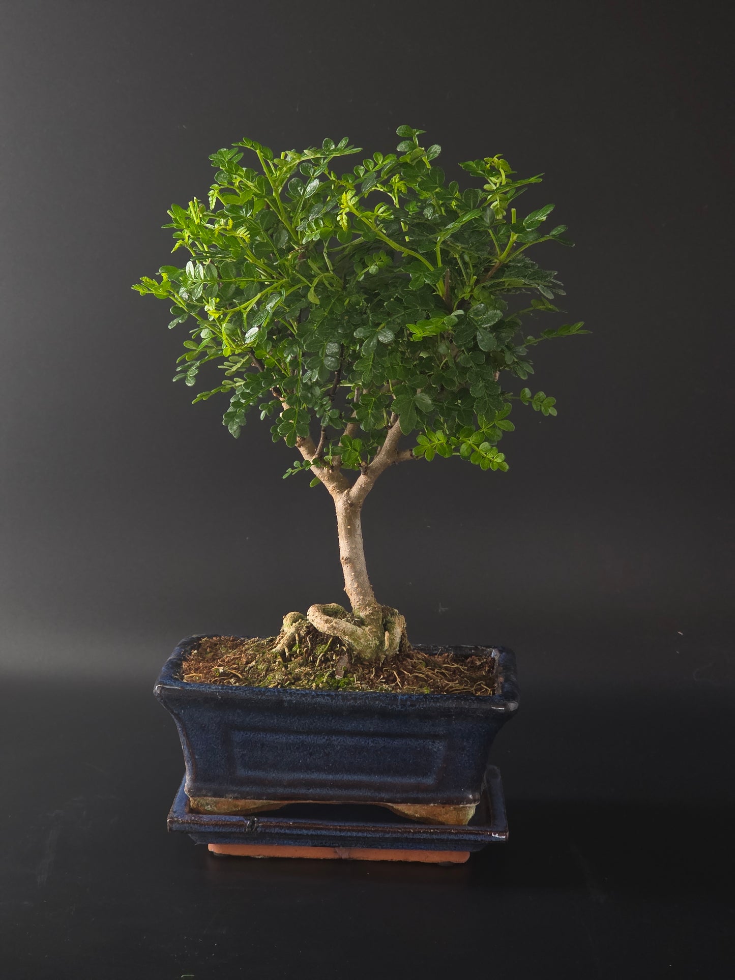 Chinese Pepper bonsai, 4 years old and 31 cm tall, glossy pinnate leaves in a blue rectangular pot on a wooden tray.