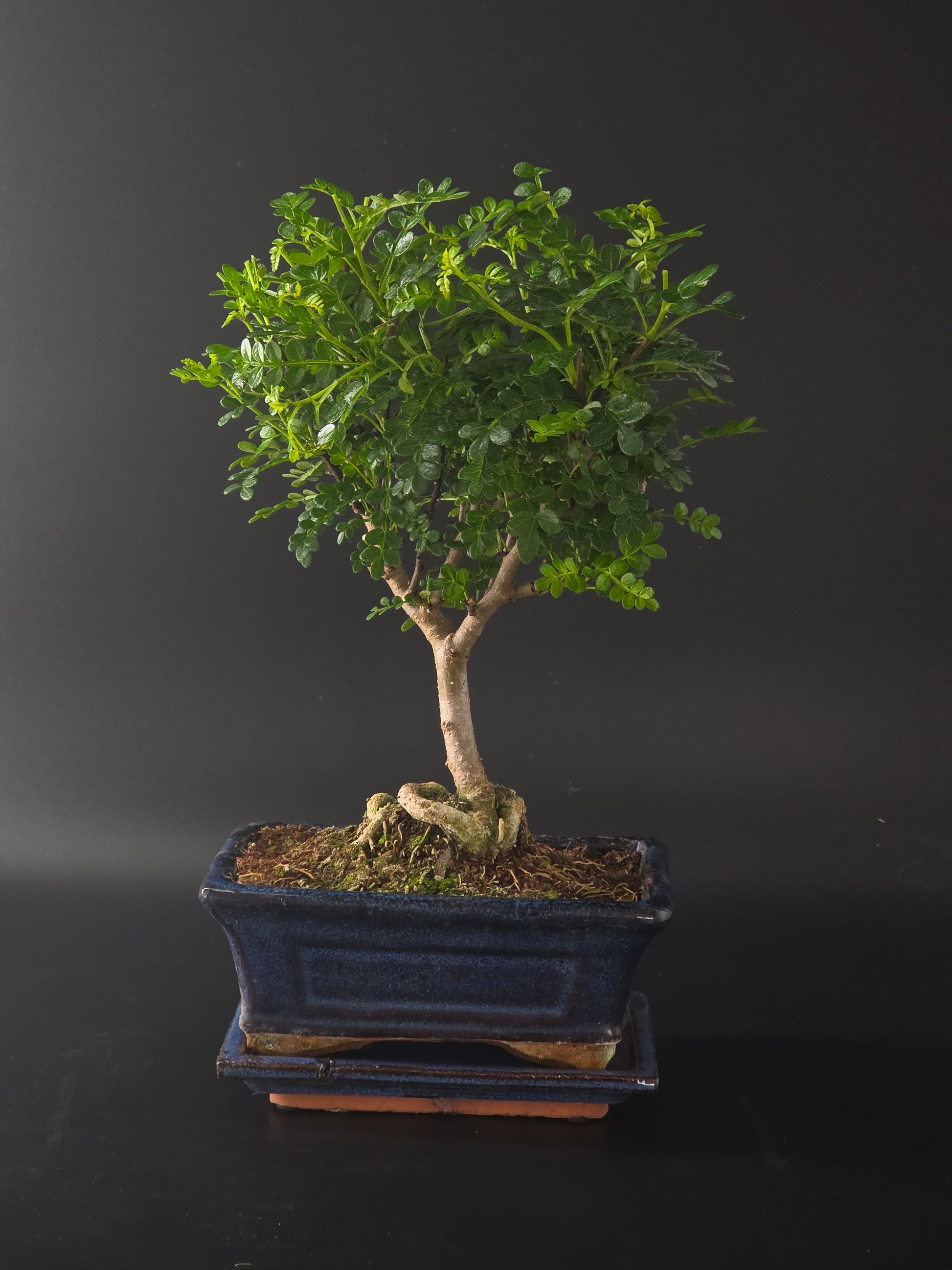 Chinese Pepper bonsai, 4 years old and 31 cm tall, glossy pinnate leaves in a blue rectangular pot on a wooden tray.