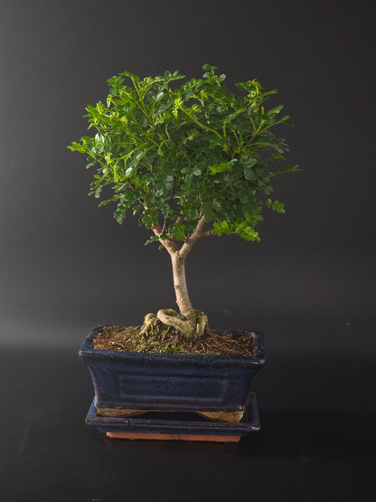 Chinese Pepper bonsai, 4 years old and 31 cm tall, glossy pinnate leaves in a blue rectangular pot on a wooden tray.