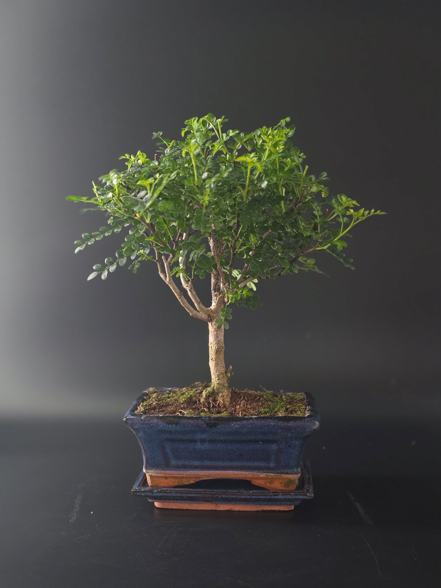 Chinese Pepper bonsai, 5 years old and 32 cm tall, glossy pinnate leaves in a blue rectangular pot on a tray.