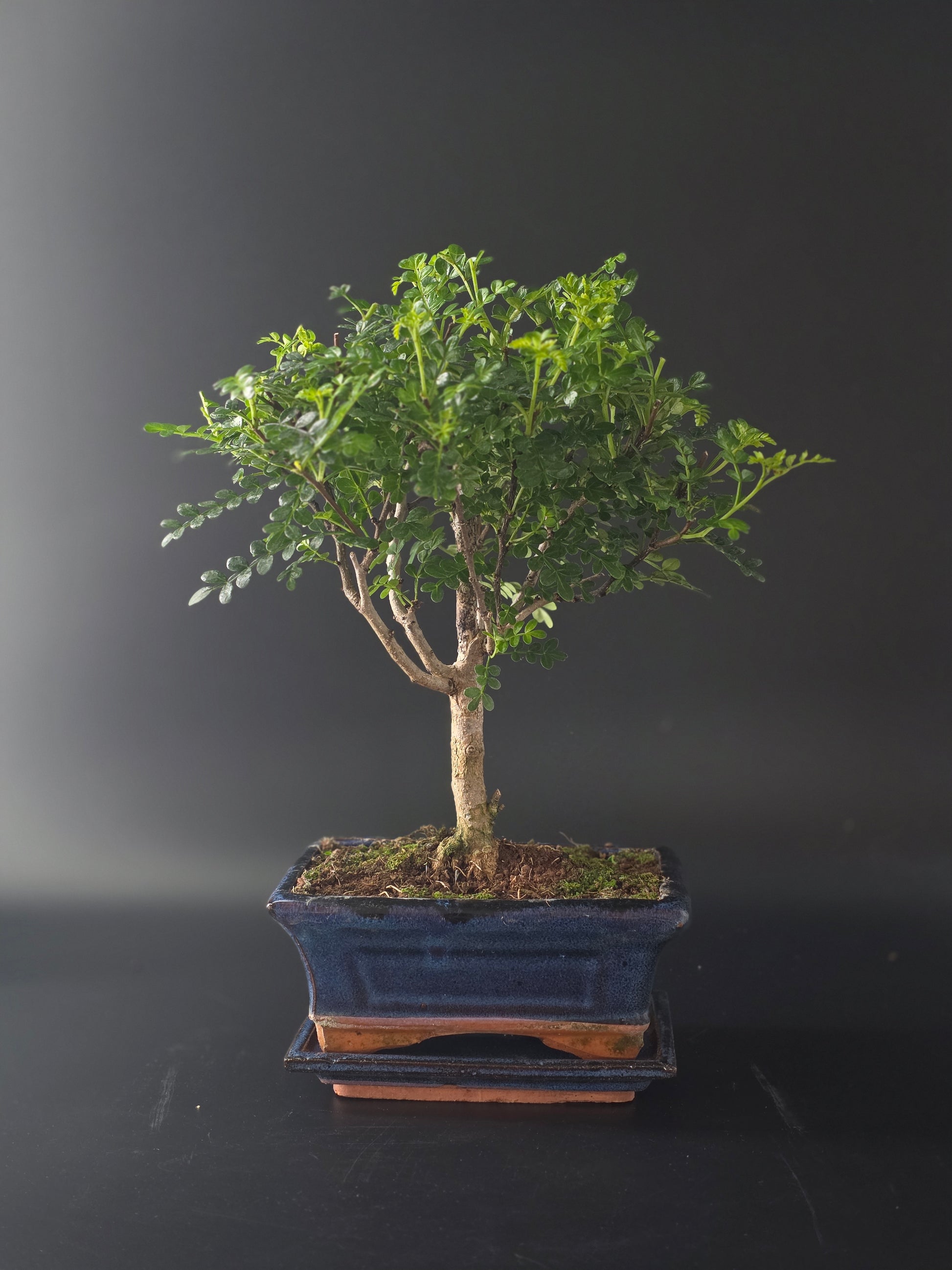 Chinese Pepper bonsai, 5 years old and 32 cm tall, glossy pinnate leaves in a blue rectangular pot on a tray.