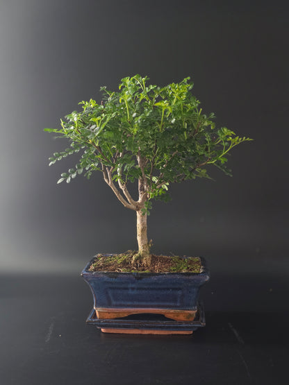 Chinese Pepper bonsai, 5 years old and 32 cm tall, glossy pinnate leaves in a blue rectangular pot on a tray.