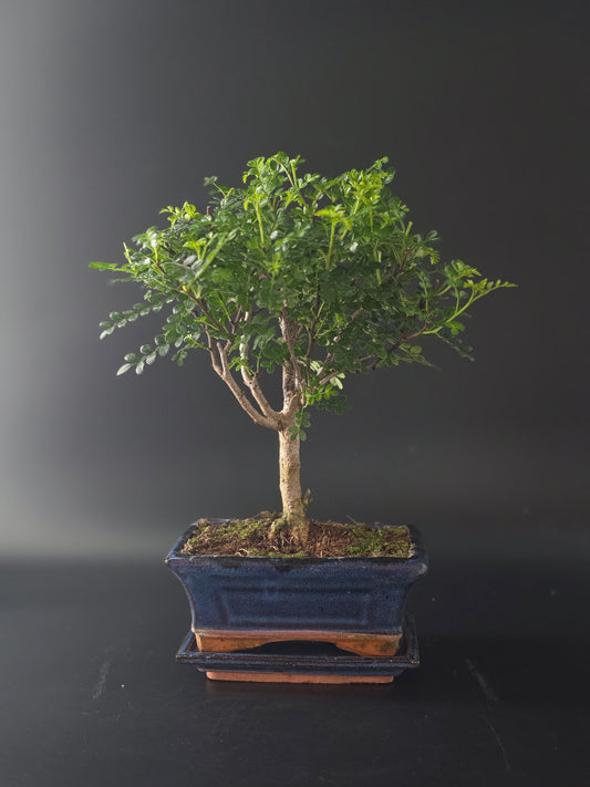 Chinese Pepper bonsai, 5 years old and 32 cm tall, glossy pinnate leaves in a blue rectangular pot on a tray.