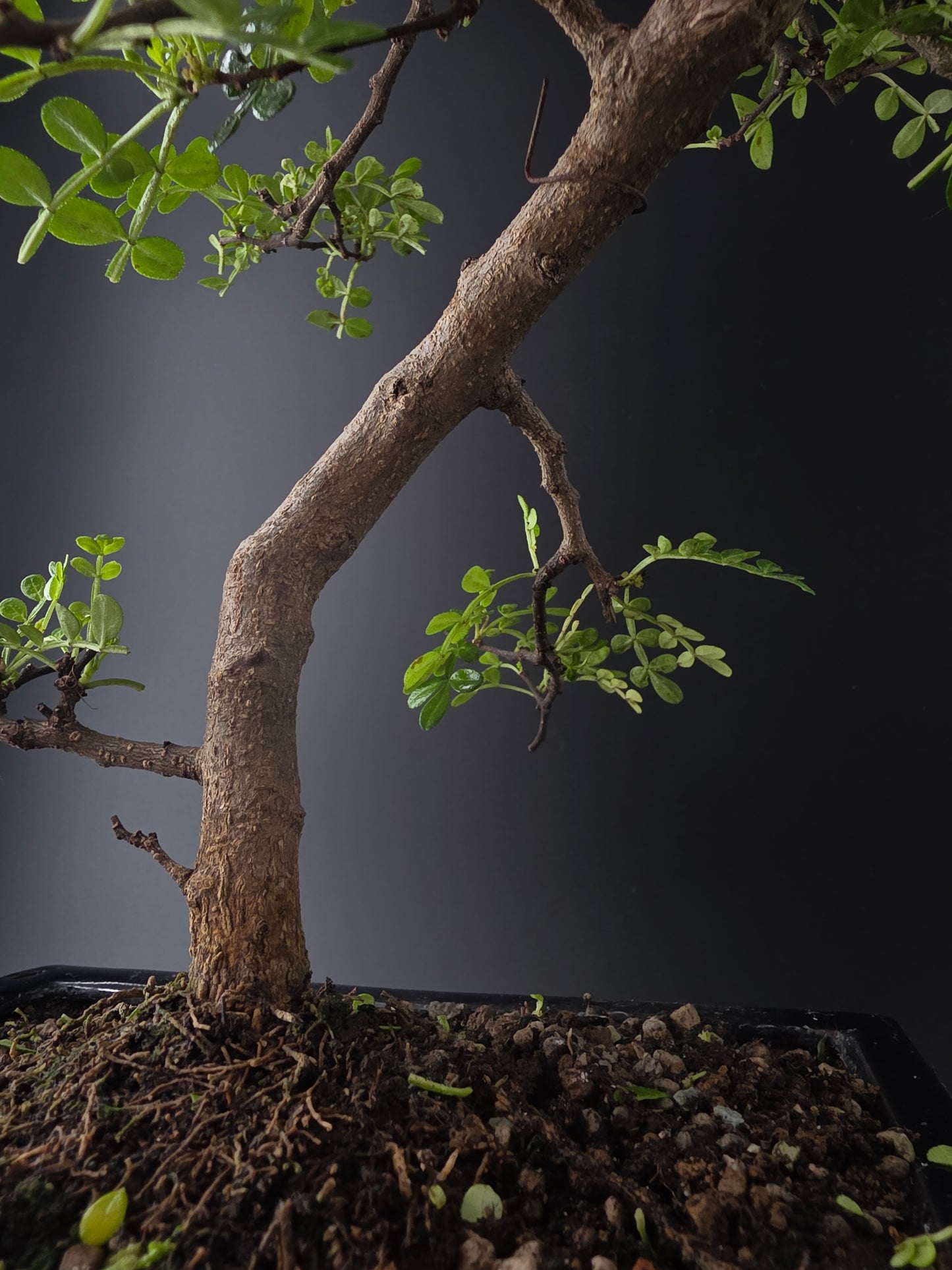 Close-up of a tree branch with green leaves against a dark background