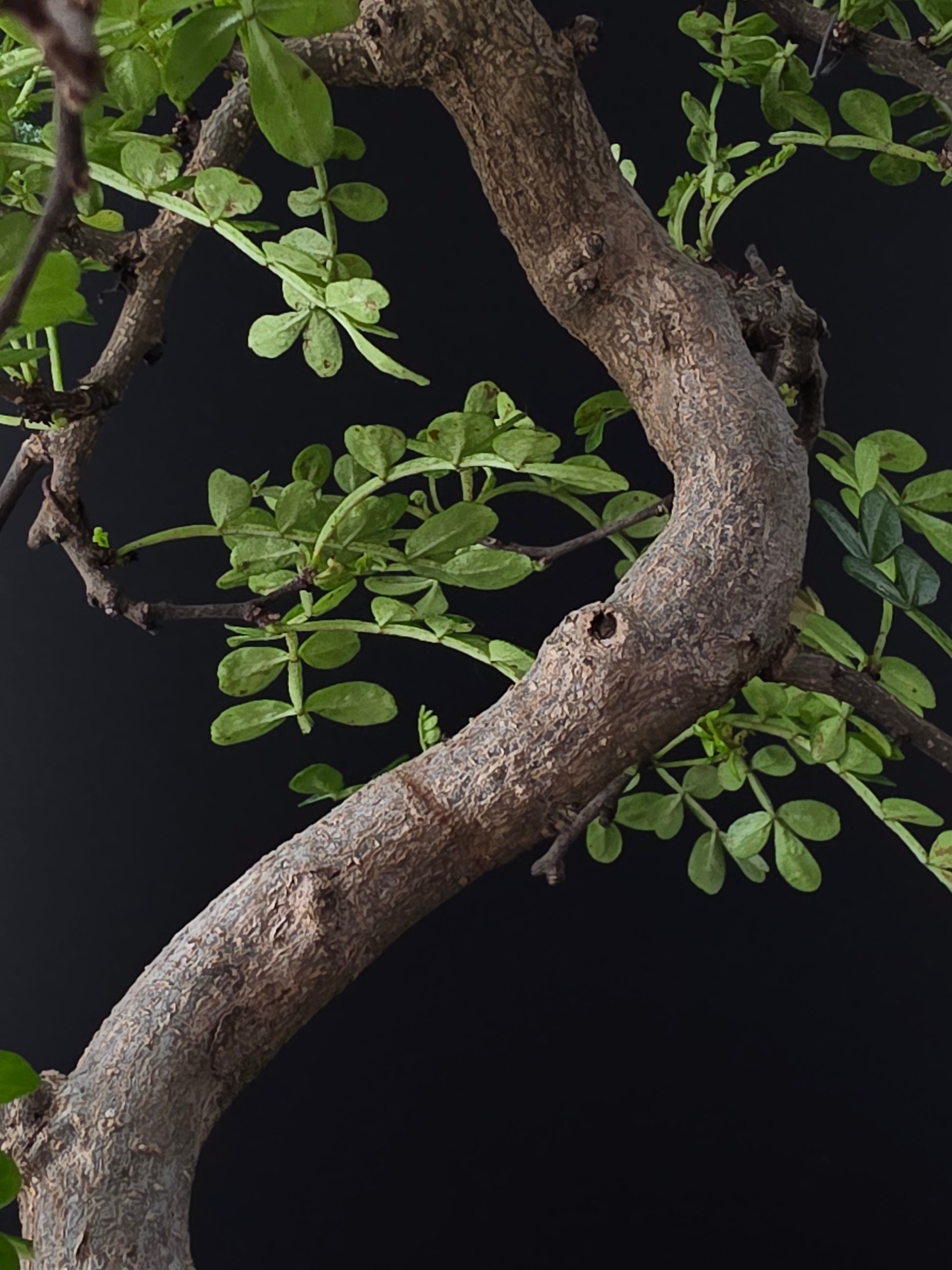 Tree branch with green leaves against a dark background