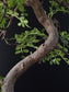 Tree branch with green leaves against a dark background