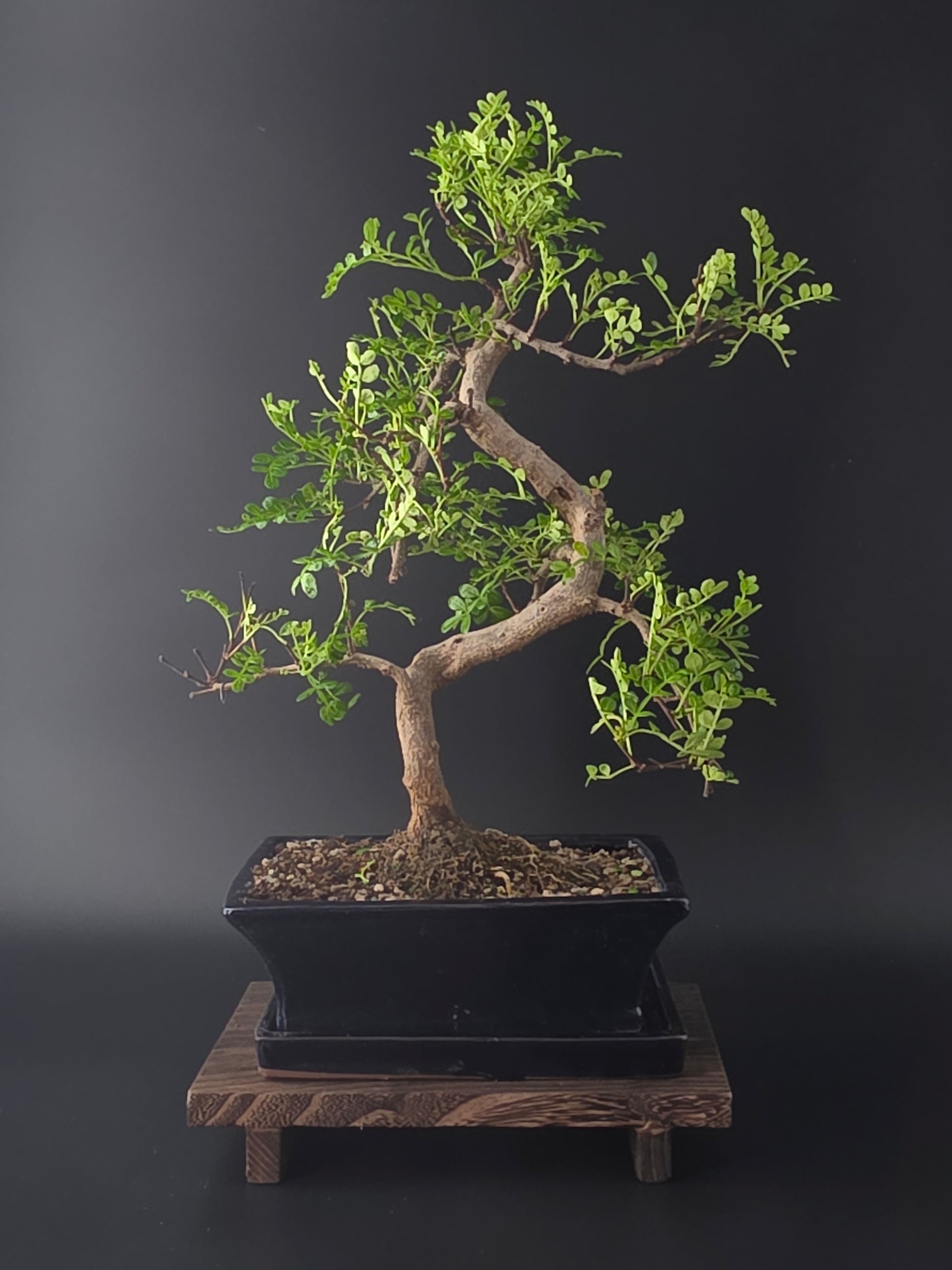 Zanthoxylum bonsai tree 7-8 years old 35-45 cm Chinese Pepper Tree with glossy aromatic leaves