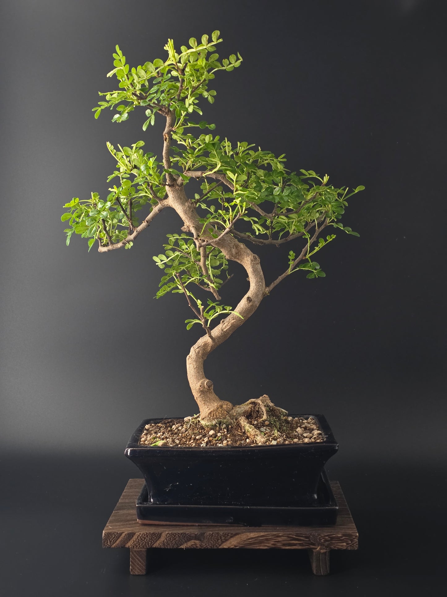 Back view of Zanthoxylum bonsai tree 7-8 years old 35-45 cm highlighting elegant structure and compound leaves