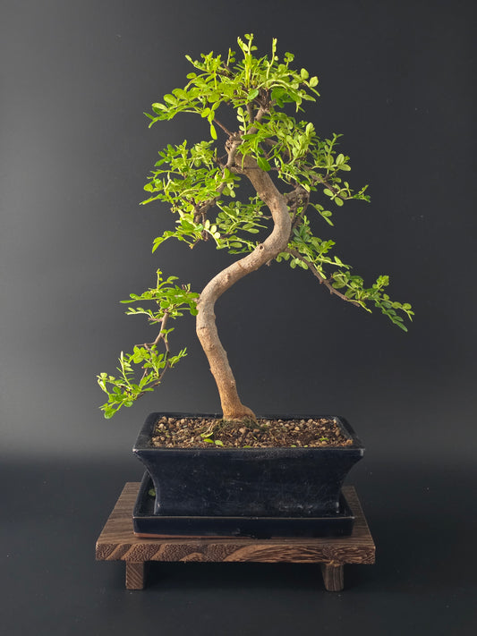 Zanthoxylum bonsai tree 7-8 years old 35-45 cm Chinese Pepper Tree in elegant pot - front view
