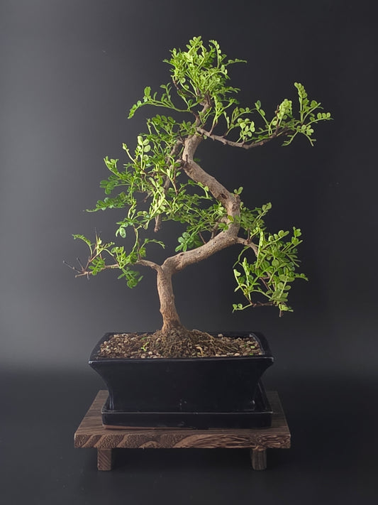 Zanthoxylum bonsai tree 7-8 years old 35-45 cm Chinese Pepper Tree with glossy aromatic leaves