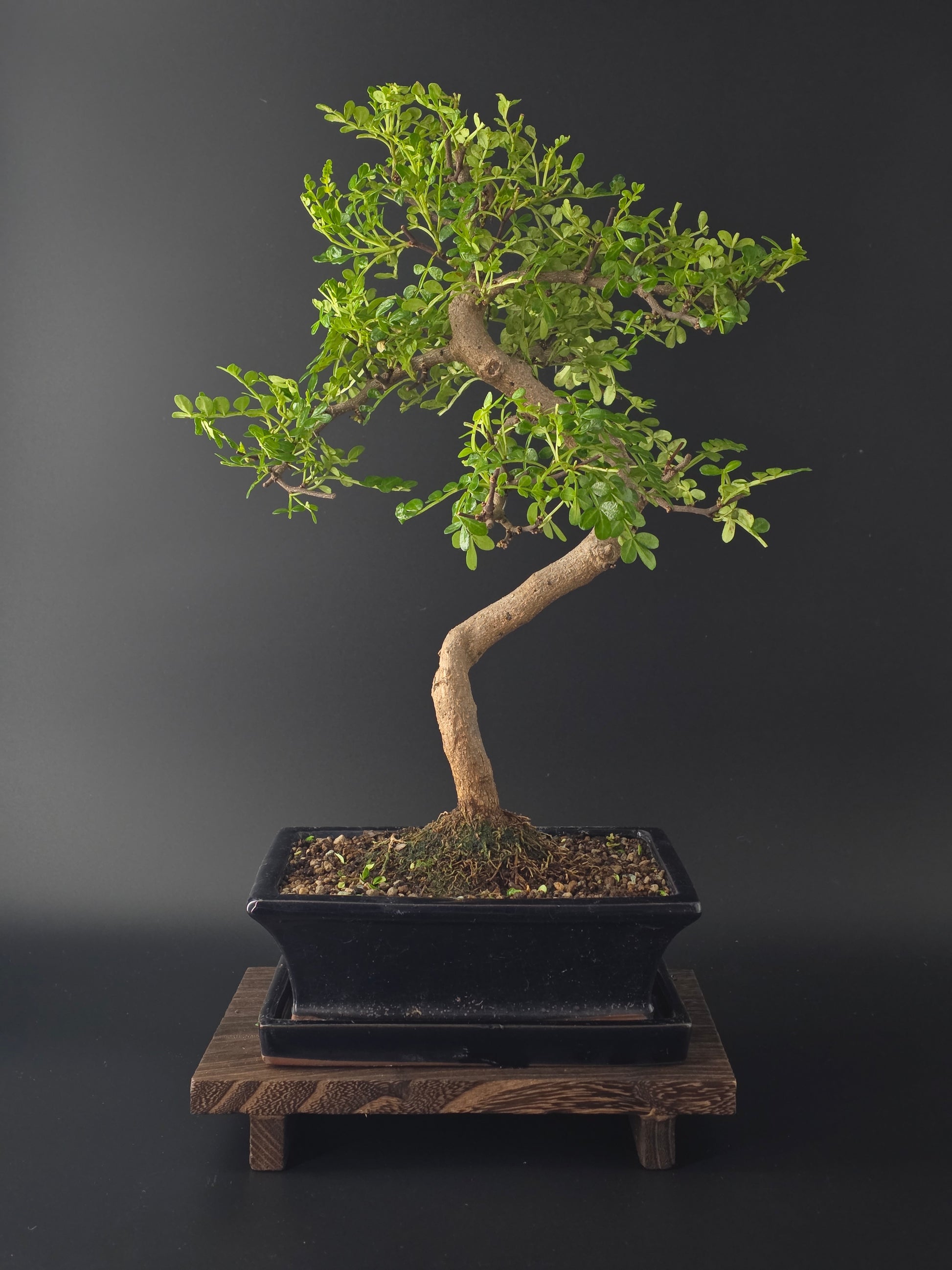 Zanthoxylum bonsai tree 7-8 years old 35-45 cm Chinese Pepper Tree in elegant pot - front view
