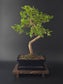Zanthoxylum bonsai tree 7-8 years old 35-45 cm Chinese Pepper Tree in elegant pot - front view