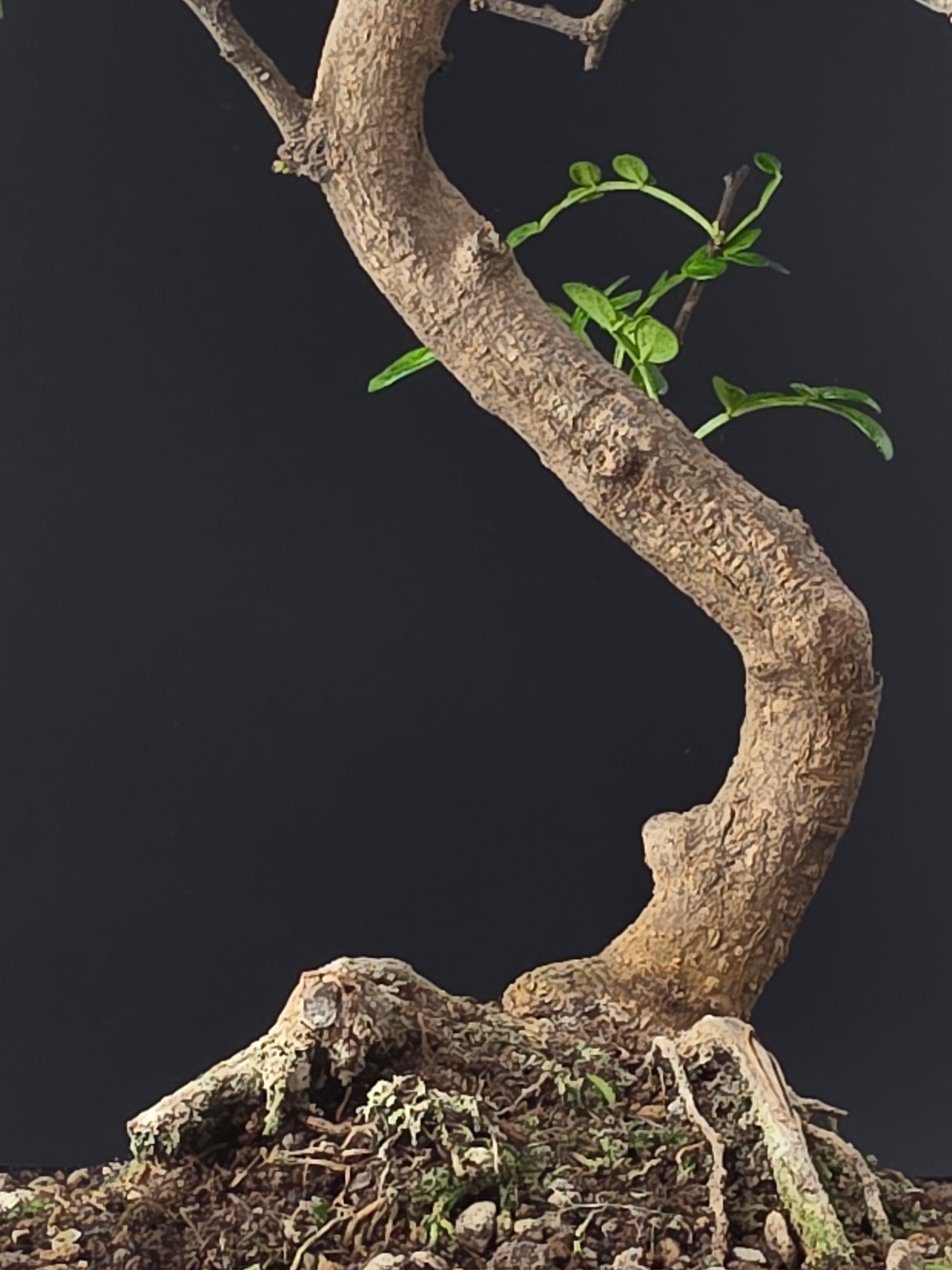 Close-up of Zanthoxylum bonsai foliage - aromatic leaves that release citrus-peppery scent when touched