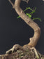 Close-up of Zanthoxylum bonsai foliage - aromatic leaves that release citrus-peppery scent when touched