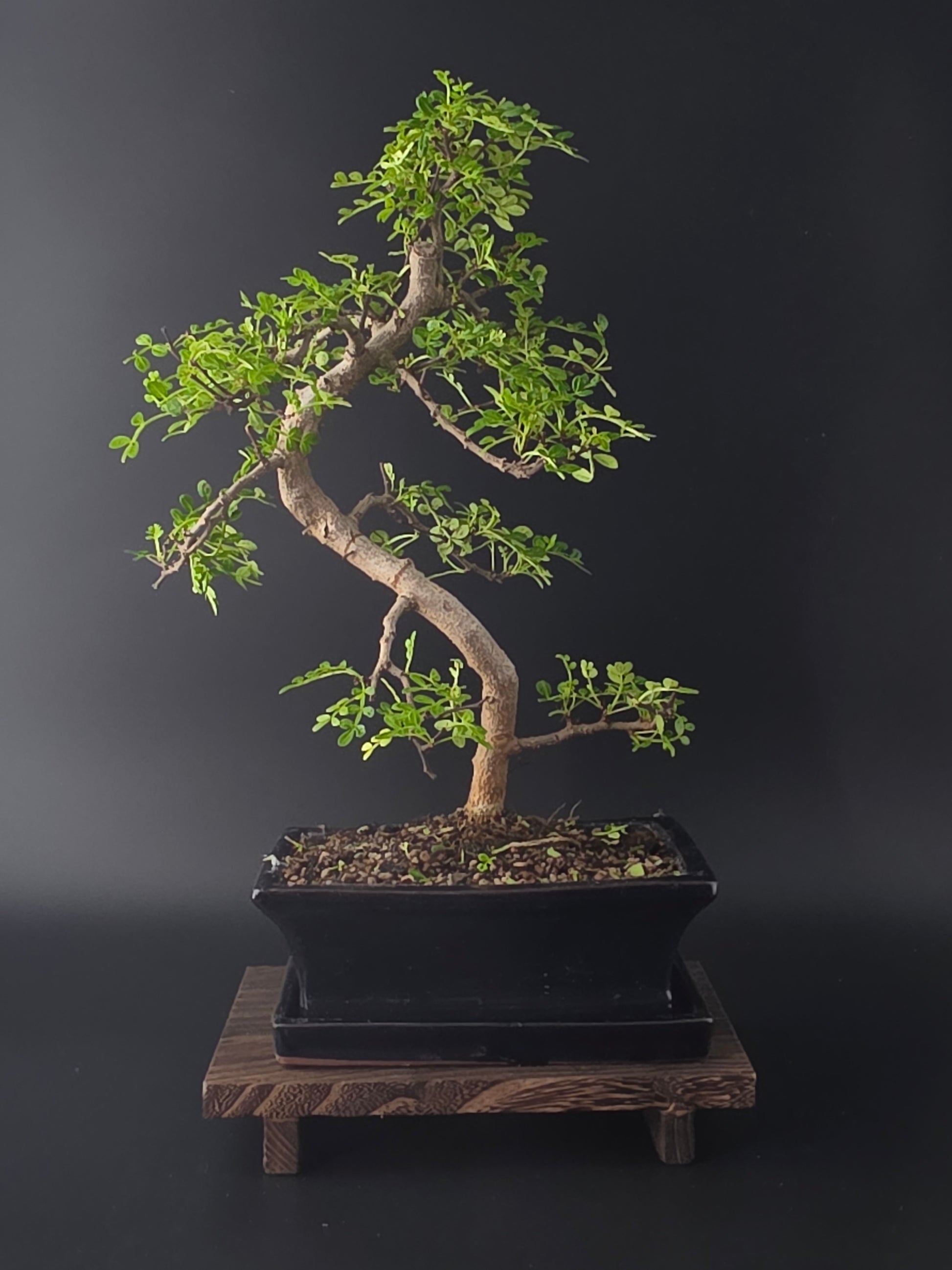 Zanthoxylum pepper tree bonsai 35-45 cm height showing dense pinnate foliage and fine branching