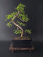 Zanthoxylum pepper tree bonsai 35-45 cm height showing dense pinnate foliage and fine branching