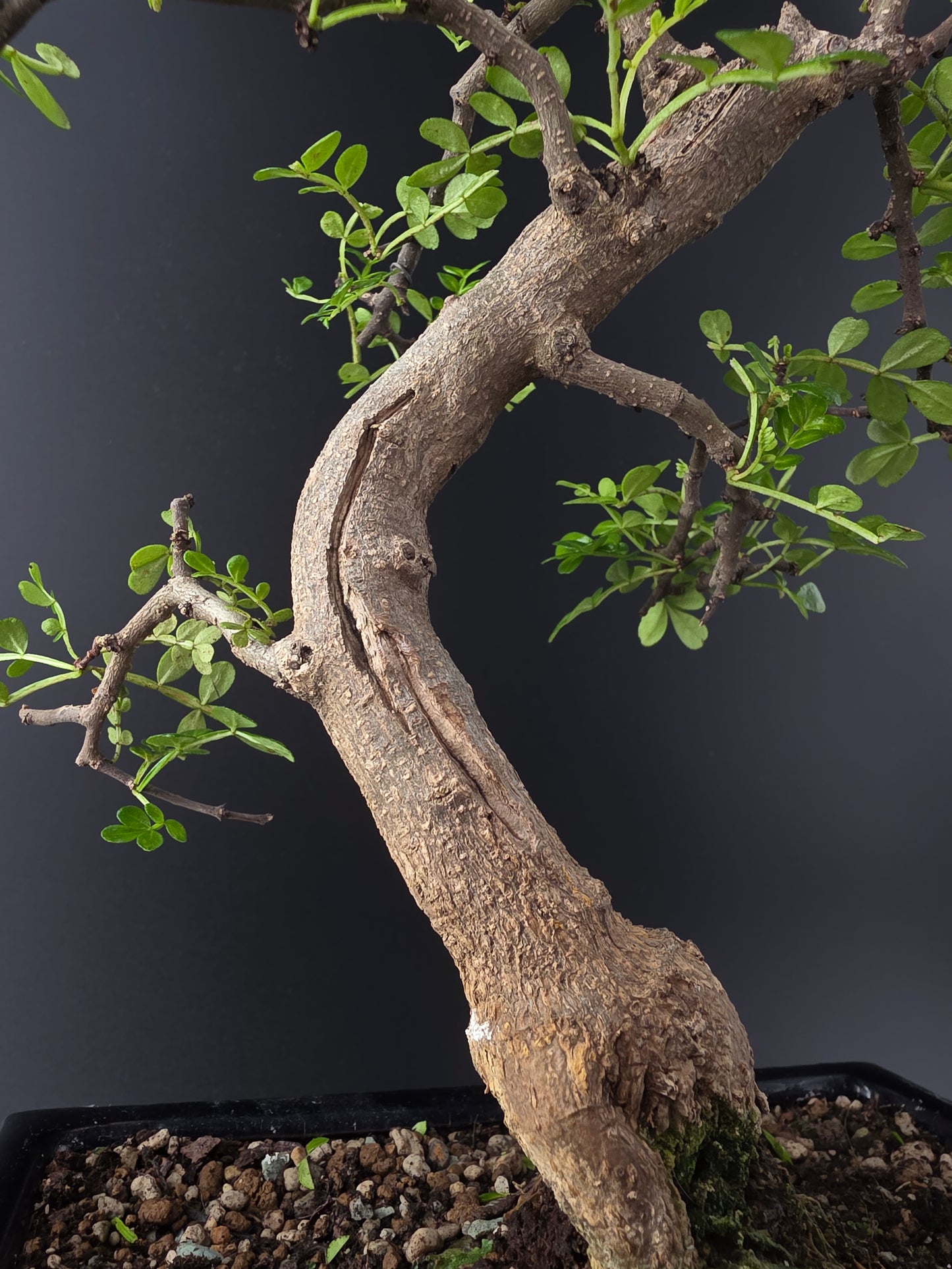 Close-up of a bonsai tree trunk with green leaves against a dark background
