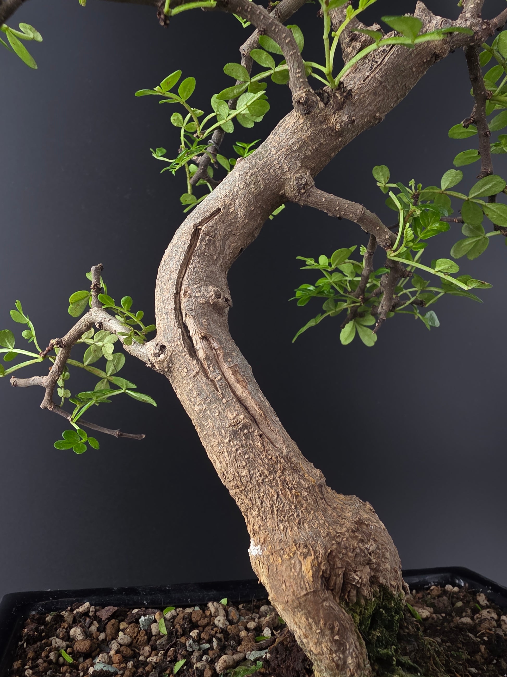 Close-up of a bonsai tree trunk with green leaves against a dark background