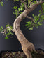 Close-up of a bonsai tree trunk with green leaves against a dark background