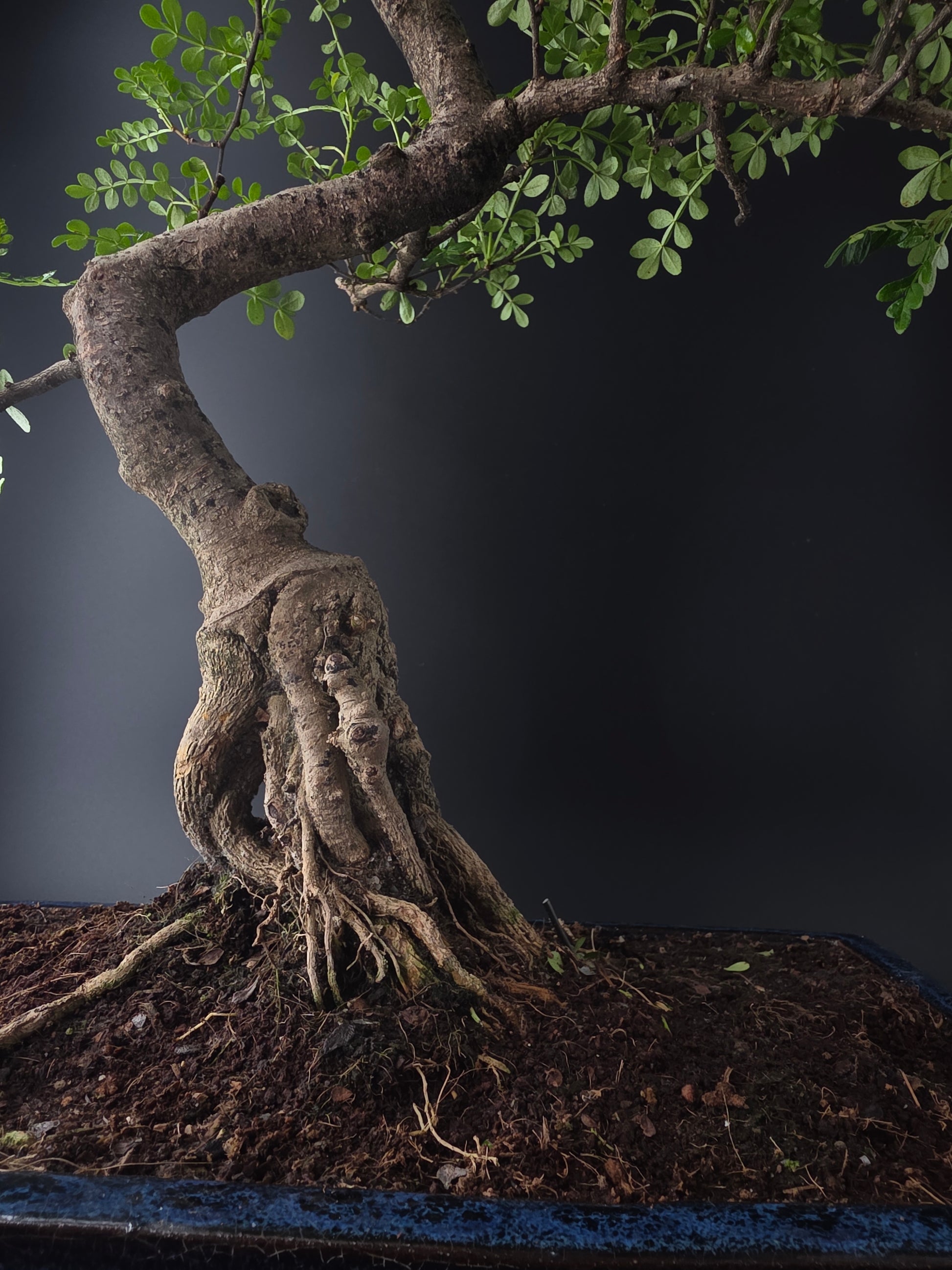 artistic ancient bonsai nebari