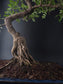 artistic ancient bonsai nebari