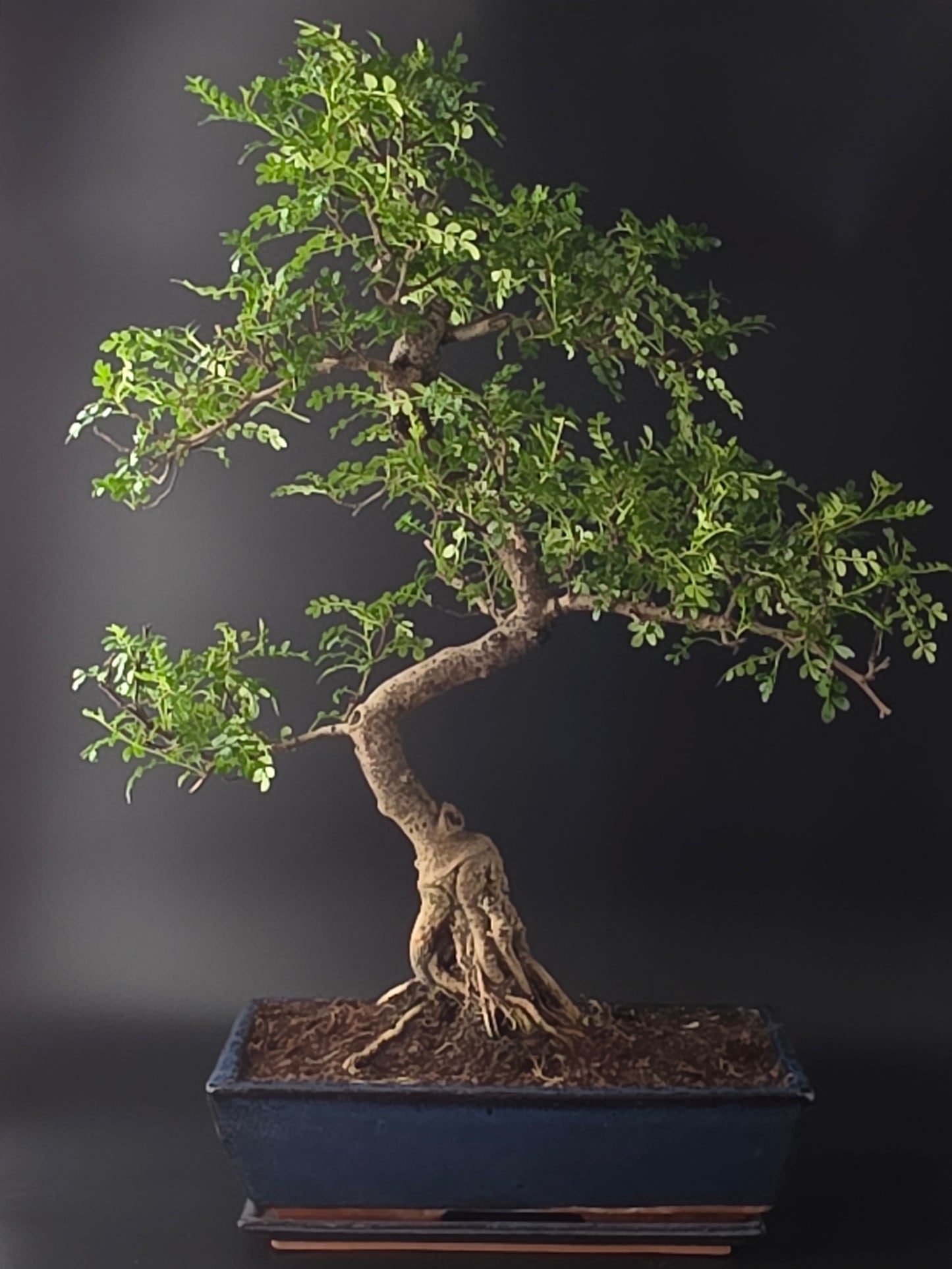 back side of 23 years old 70cm Premium Zanthoxylum ancient bonsai