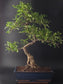 back side of 23 years old 70cm Premium Zanthoxylum ancient bonsai