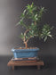 indoor podocarpus bonsai back side 