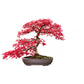 Bonsai Kit Gift Set – Grow Your Own Bonsai! (4 Trees)