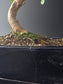 Close-up of a bonsai tree with a dark pot on a gray background
