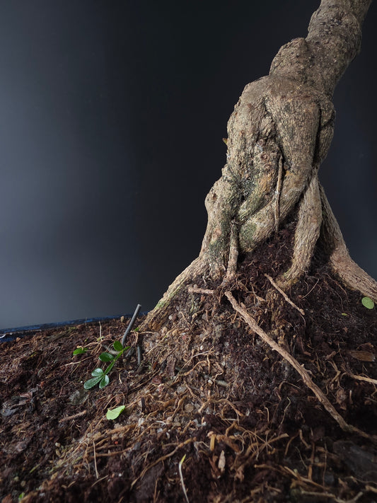 close up on Premium Zanthoxylum ancient bonsai twisted nebari
