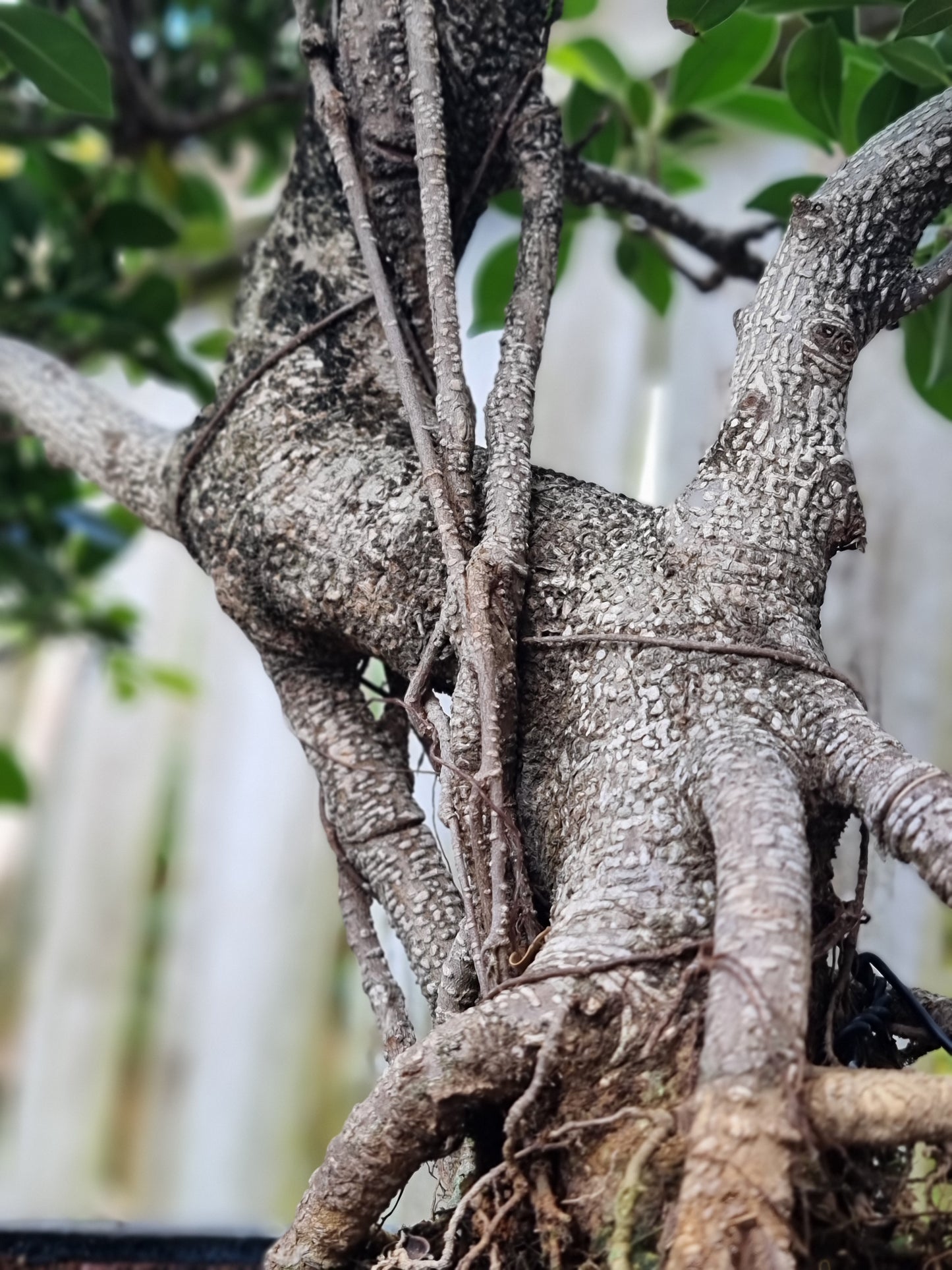 Ficus Retusa Bonsai – 40+ Years Old | Premium Mature Specimen
