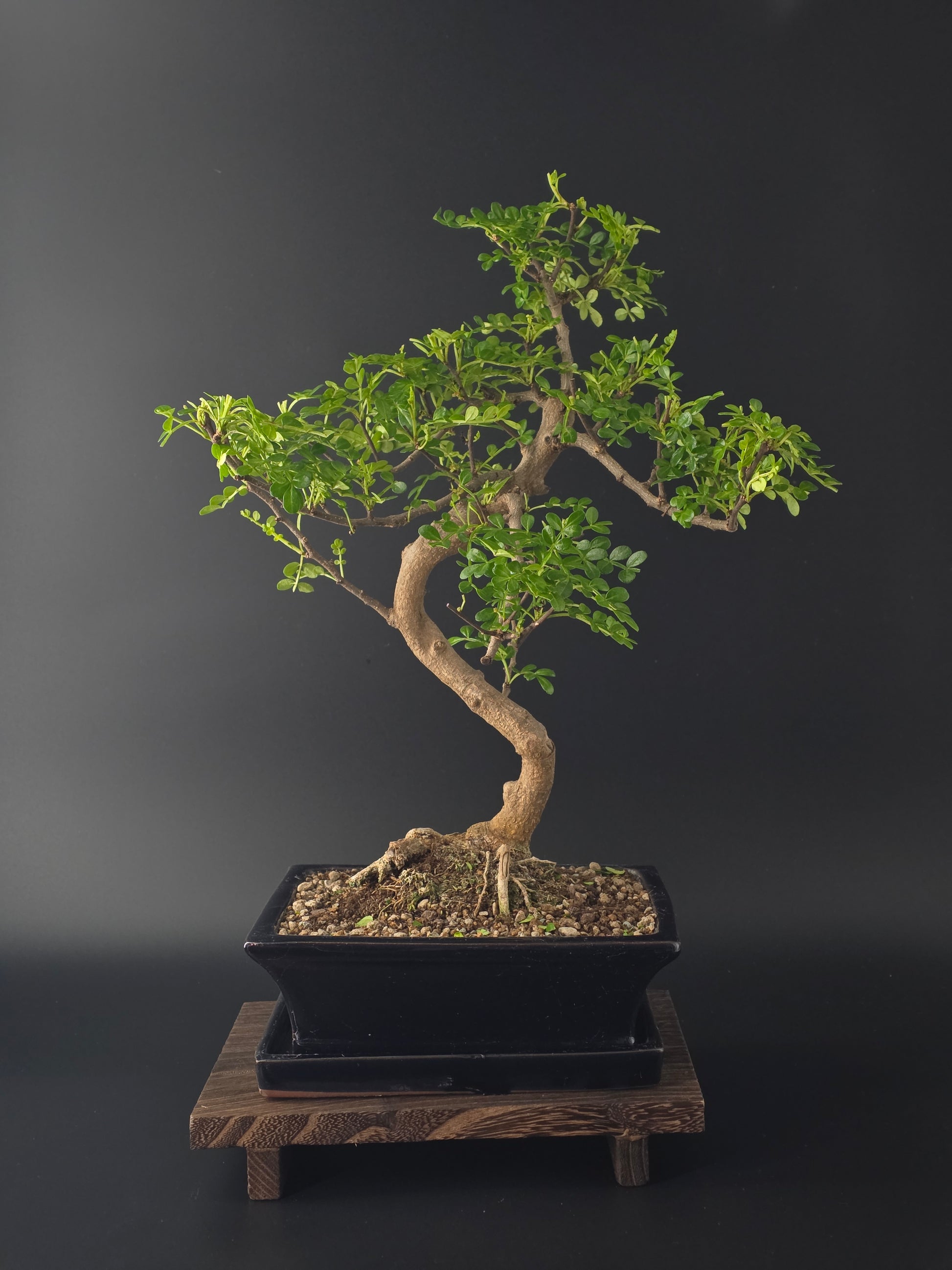 7-8 year old Zanthoxylum bonsai (Japanese Pepper Tree) 35-45 cm tall with glossy aromatic leaves
