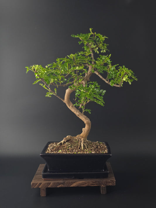 7-8 year old Zanthoxylum bonsai (Japanese Pepper Tree) 35-45 cm tall with glossy aromatic leaves