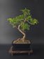 7-8 year old Zanthoxylum bonsai (Japanese Pepper Tree) 35-45 cm tall with glossy aromatic leaves