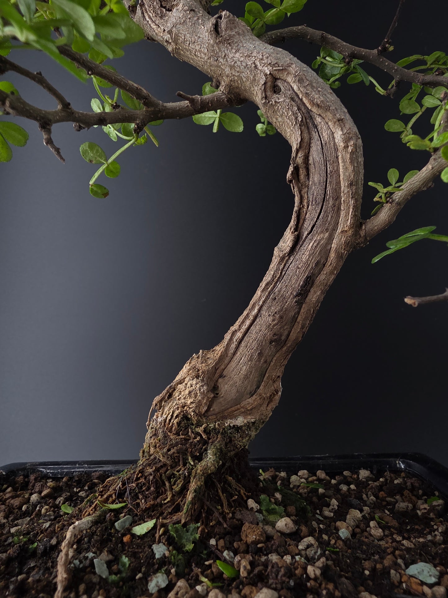 Close-up of a bonsai tree interesting trunk  with a dark background