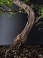 Close-up of a bonsai tree interesting trunk  with a dark background
