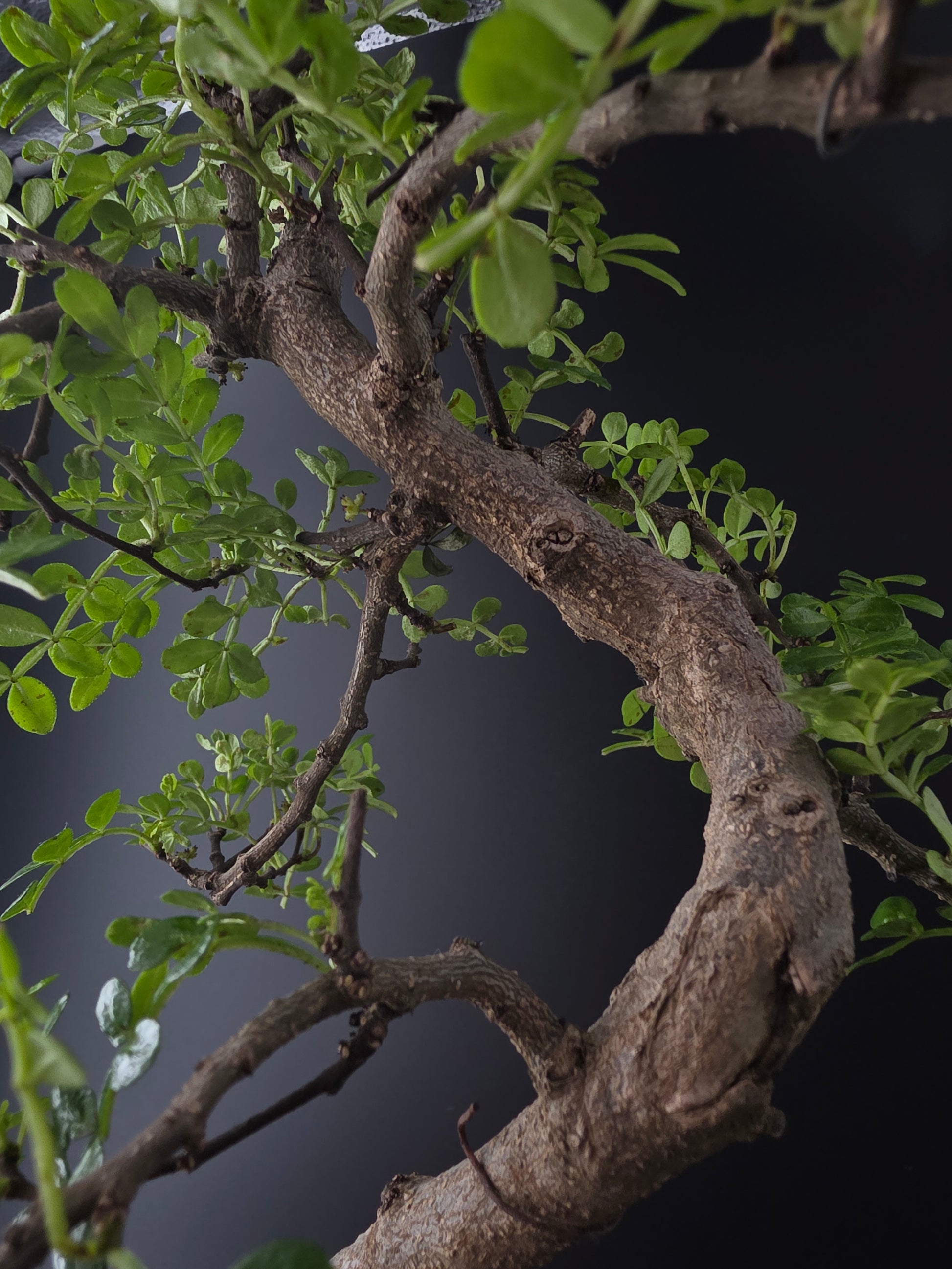 7-8 year old Zanthoxylum Chinese Pepper bonsai showing fine branching and twisted trunk